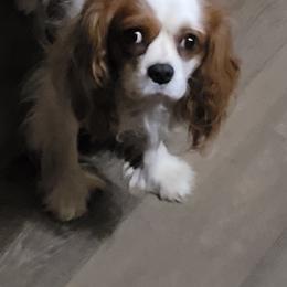 Cavalier King Charles Spaniel All Grown Up from Ashleigh Bishop