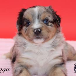 Kanga - Blue merle female Miniature Australian Shepherd puppy in Weeki Wachee, Florida from Arlington's Mini Aussies