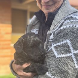 Goldendoodle Puppies from Arizona Doodles