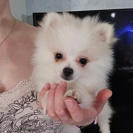 Light blue collar boy - Cream parti male Pomeranian puppy in Lake City, Florida from Tiny Treasures