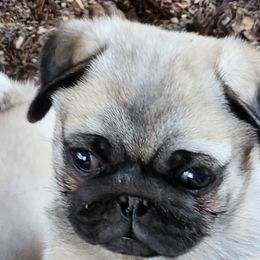 Teddy - Pug