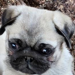 Teddy - Pug