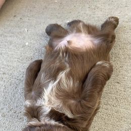 Shih Tzus from Hjo’s Shih Tzus & Pupdates