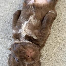 Shih Tzus from Hjo’s Shih Tzus & Pupdates
