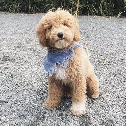Lucky  - Poodle
