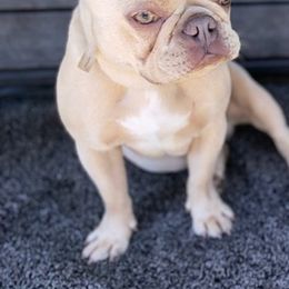 French Bulldogs from House of Cassell