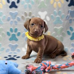 Yellow girl - Red female Dachshund puppy in Humble, Texas from A&B Mini Dachshunds