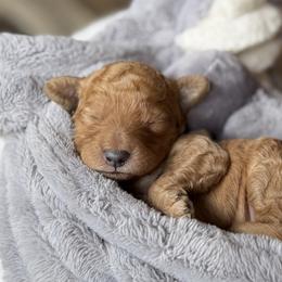 Scone - Red male Cavapoo puppy in Tolono, Illinois from The Golden Rule Doodles