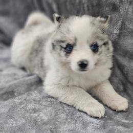 Nova - Merle female Pomsky puppy in Decatur, Illinois from Petite Pups