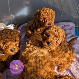 Cedar - Red  male Poodle puppy in Willow Spring, North Carolina from Sweet Dream Poodles