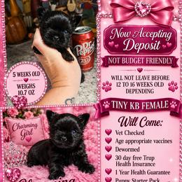 Zoe(TINY) - Black and tan female Yorkshire Terrier puppy in Wartburg, Tennessee from Amanda's Precious Pups