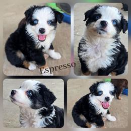 Espresso - Black tri female Miniature Australian Shepherd puppy in Paris, Texas from Blue Envy Mini Aussies