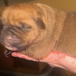 Boy5 - Fawn male Cane Corso puppy in Gwinnett County, Georgia from Better Than You Cane Corso’s
