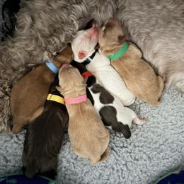 Australian Labradoodle puppies from Potomac Australian Labradoodles