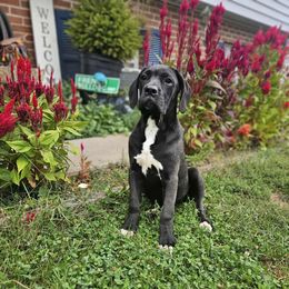 Octavia - Black female Cane Corso puppy in Lititz, Pennsylvania from Lititz Cane Corsos