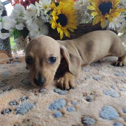 Spud - Sable male Dachshund puppy in Hudson, Michigan from Mittentail Kennel Miniature Dachshunds & Australian Shepherds