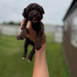 Dolly - Brown female Poodle puppy in Nashville, Arkansas from Cuddles n Curls