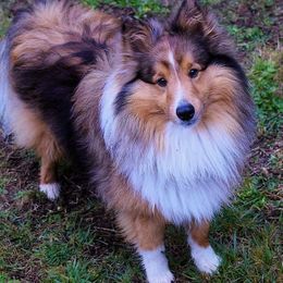 Shetland Sheepdogs from RimRanch Shelties