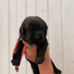 Orange - Black male Labrador Retriever puppy in At Henry, Ohio from Hickory Creek Labs