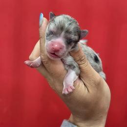 Ella - Merle female Pomsky puppy in Mc Callsburg, Iowa from SZ Rolling Acres LLC