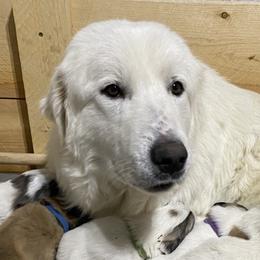 Pepper - Colorado Mountain Dog