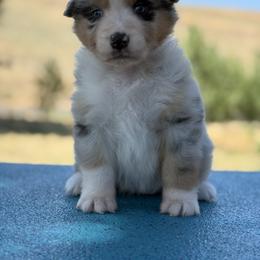 Blue Merle Girl with collar - Blue merle female Australian Shepherd puppy in Touchet, Washington from Northwest Rainbow Aussies and Golden Retrievers