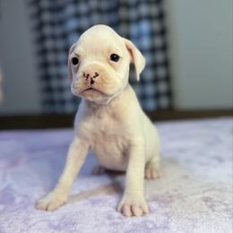 Girl 6 - White female Boxer puppy in Prestonsburg, Kentucky from Bre’s Boxers