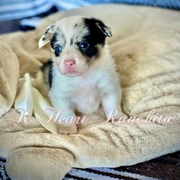 Boy 3 - Blue merle and white American Corgi puppy in Gentry, Arkansas from K Heart Ranchita