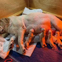 Goose - Yellow male Labrador Retriever puppy in Hartland, Vermont from Enlightened Labs