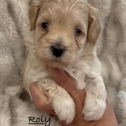 Roly - Cream male Maltipoo puppy in Traverse City, Michigan from Riyem Wildflower Farms