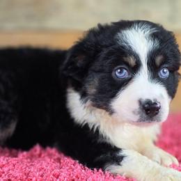 OG-5 - Black tri female Miniature Australian Shepherd puppy in Citra, Florida from Southpaw Herders LLC