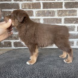 Australian Shepherd, Miniature American Shepherd, Miniature Australian Shepherd, and Toy Australian Shepherd Puppies from Painted Blue Aussies