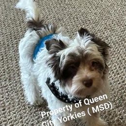 Chocolate parti - Parti Yorkshire Terrier puppy in Charlotte, North Carolina from Queen City Yorkies