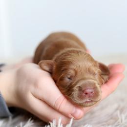 Purple - Caramel female Australian Labradoodle puppy in Williamstown, New York from Lewis Manor Labradoodles