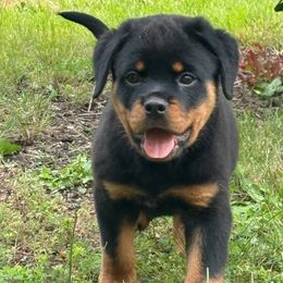 Rottweiler Puppies from Milton's Rottweilers