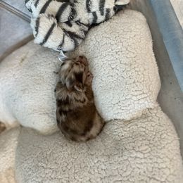 Chihuahua Puppies from Palmetto Paws Chihuahuas