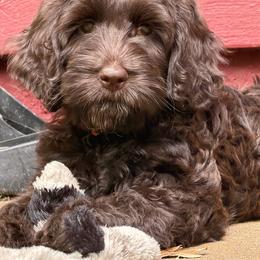 Pink Collar Girl - Chocolate female Australian Labradoodle puppy in Saint Louis, Missouri from Gateway Australian Labradoodles