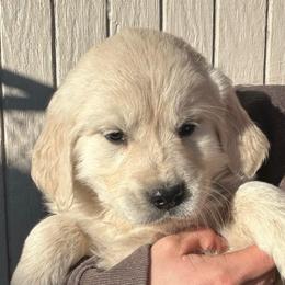 Fire star-light blue collar - Light golden female Golden Retriever puppy in Colorado Springs, Colorado from Sharp Guardians and Goldens