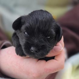Ingrid - Black female Miniature Schnauzer puppy in Piedmont, Oklahoma from J&K's Miniature Schnauzers