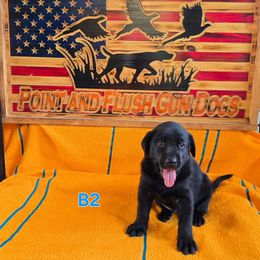 Boy 2 - Black male Labrador Retriever puppy in Potosi, Wisconsin from Point and Flush Gun Dogs