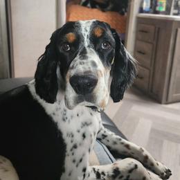 RUBY - English Springer Spaniel