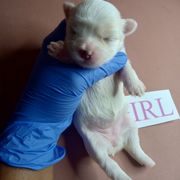 Girl 4 - White female Shorkie puppy in Boca Raton, Florida from Tina-Marie's Pups