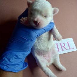 Girl 4 - White female Shorkie puppy in Boca Raton, Florida from Tina-Marie's Pups