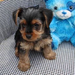 Yorkshire Terriers from THOMP PAWS