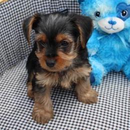 Yorkshire Terriers from THOMP PAWS
