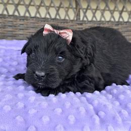 AKC Raven - Black female Bouvier des Flandres puppy in Marionville, Missouri from Sandbox Puppies