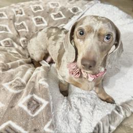 Nala - Dachshund