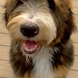 Bernedoodles from Bernedoodle Puppies