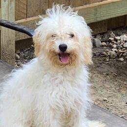 Cavapoos and Dachshunds from Rosies Doxies and Poodles CKC