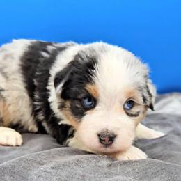 Purple Collar BMF - Blue merle female Miniature American Shepherd puppy in Lexington, Kentucky from Deuce's Den